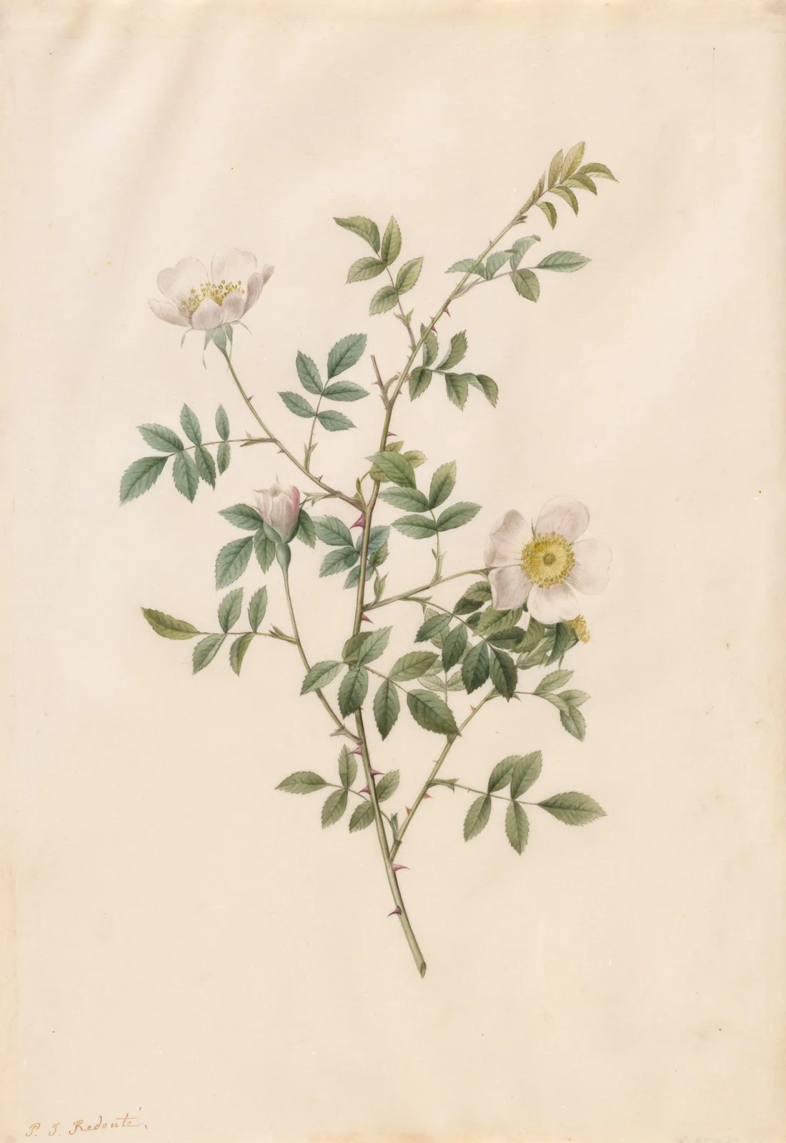 Brier Bush Rose or Dog Rose (Rosa Sepium Rosea)