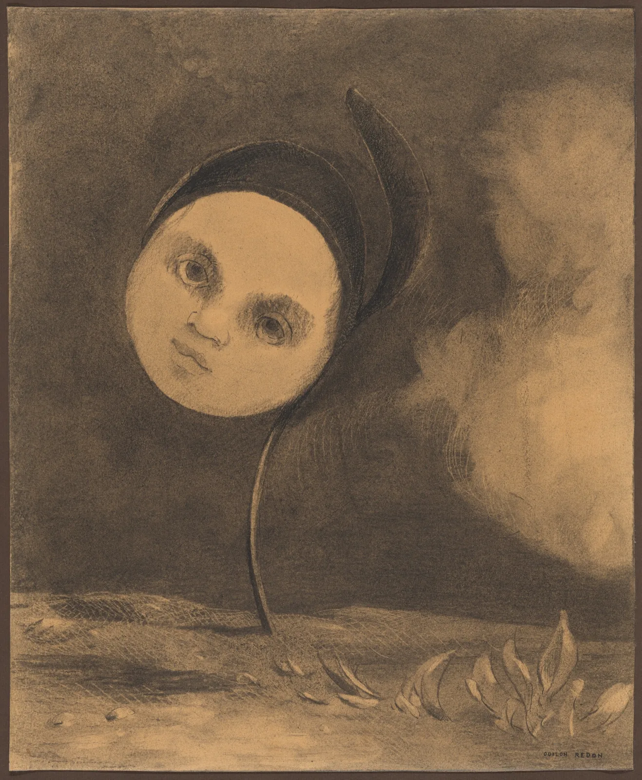 Strange Flower (Little Sister of the Poor)