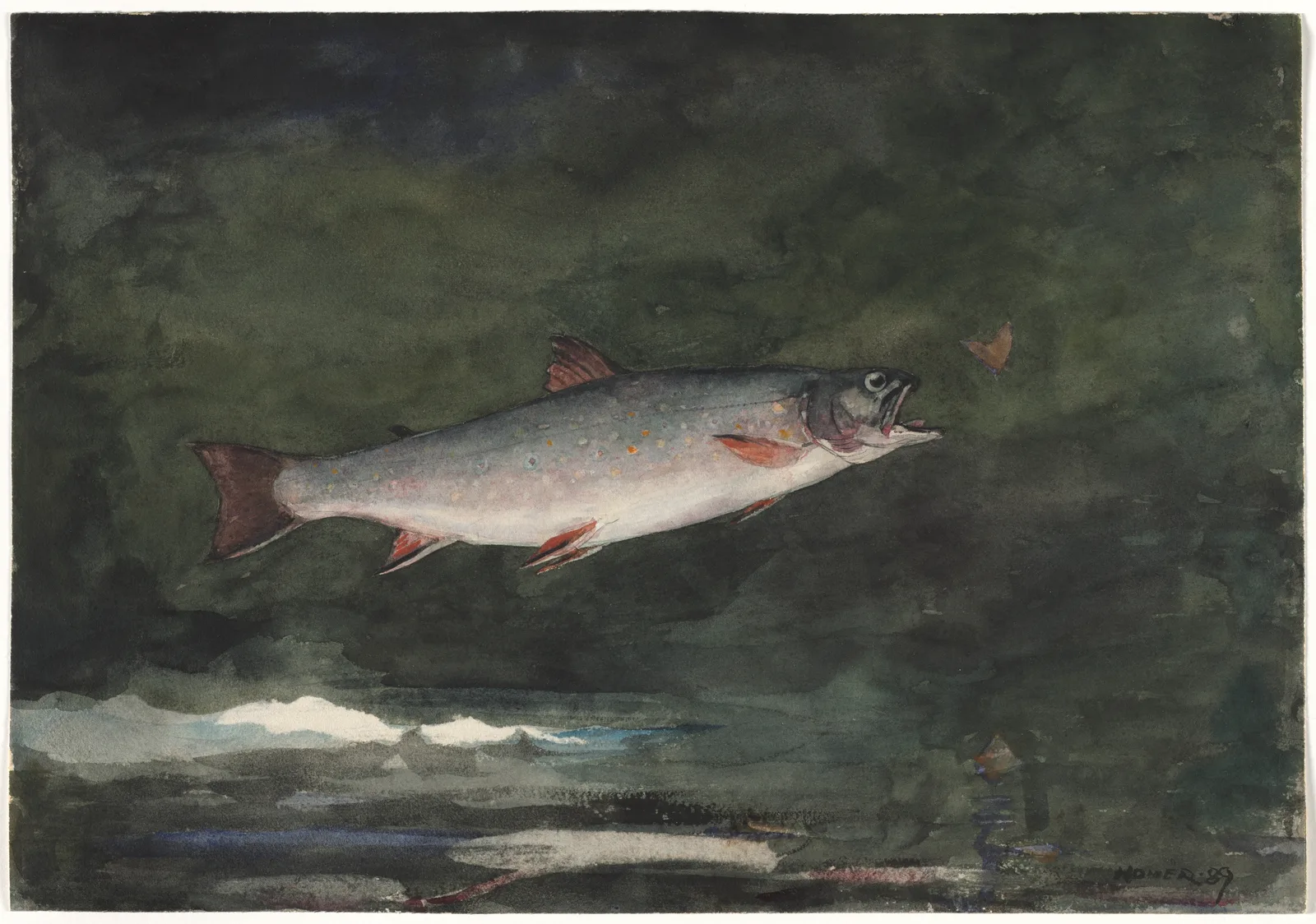 Leaping Trout