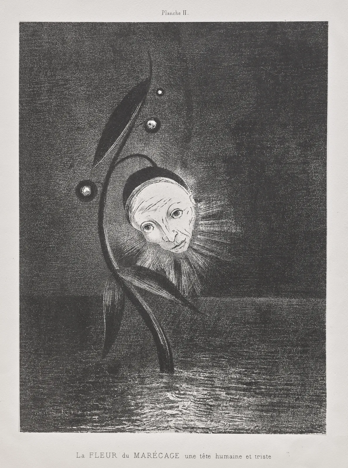 The Marsh Flower, a Sad Human Head