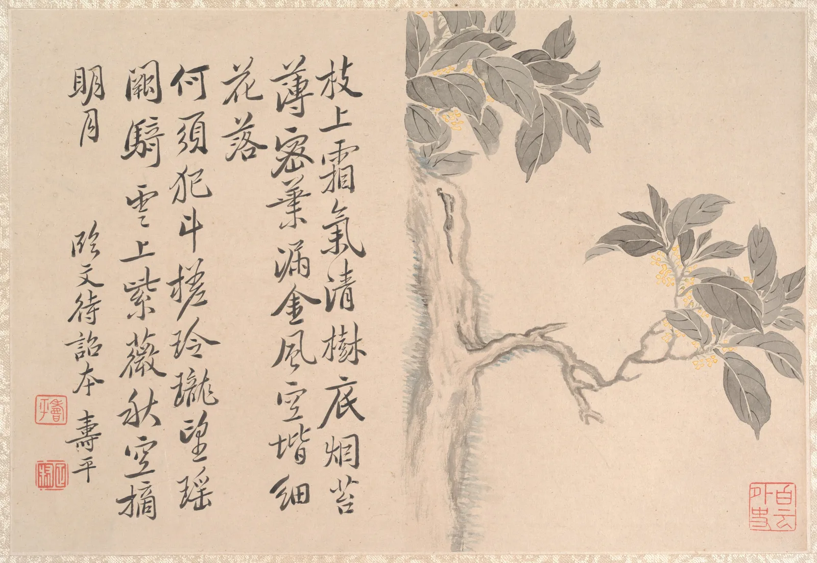Cassia Tree