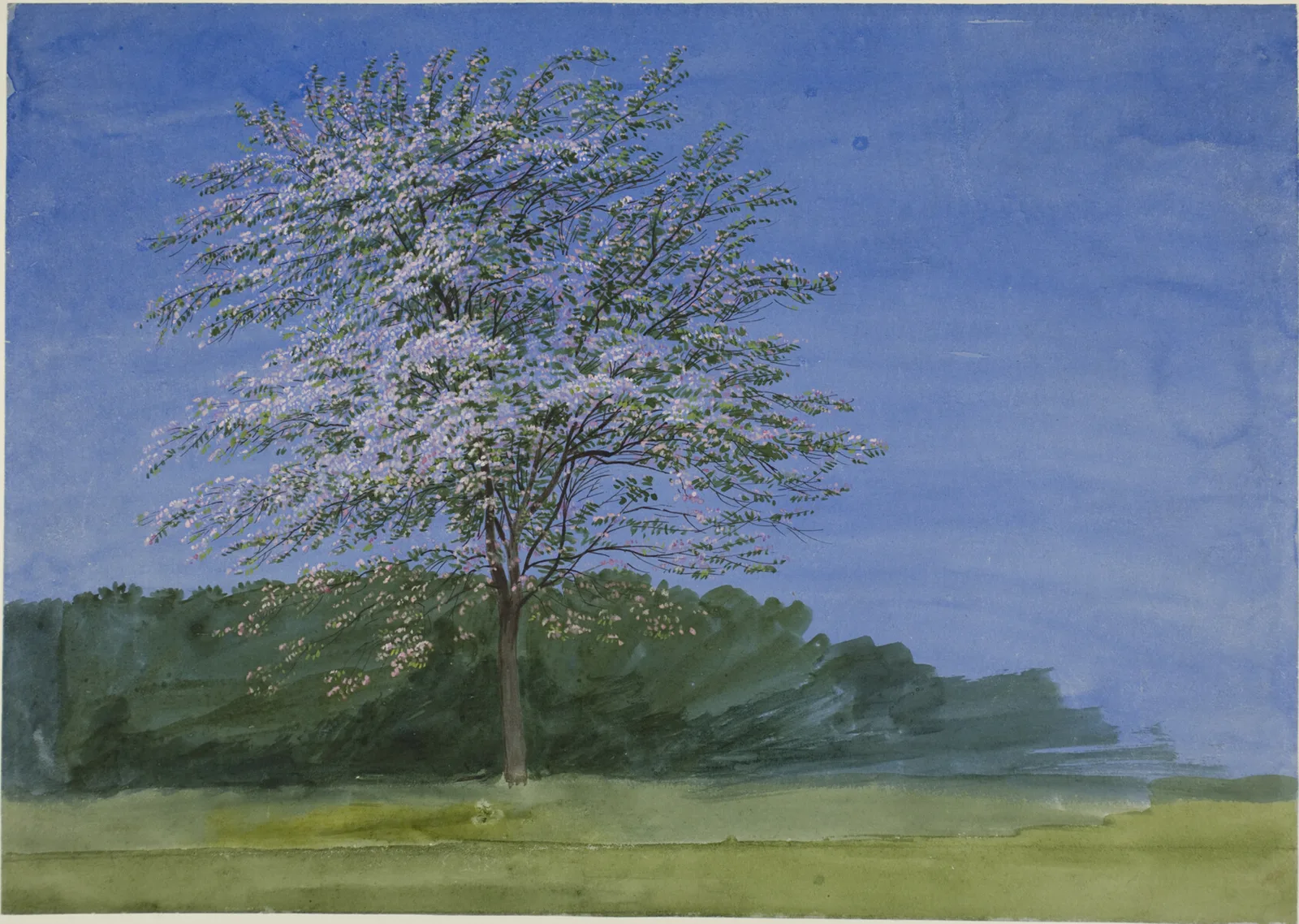 Study of a Tree in Bloom